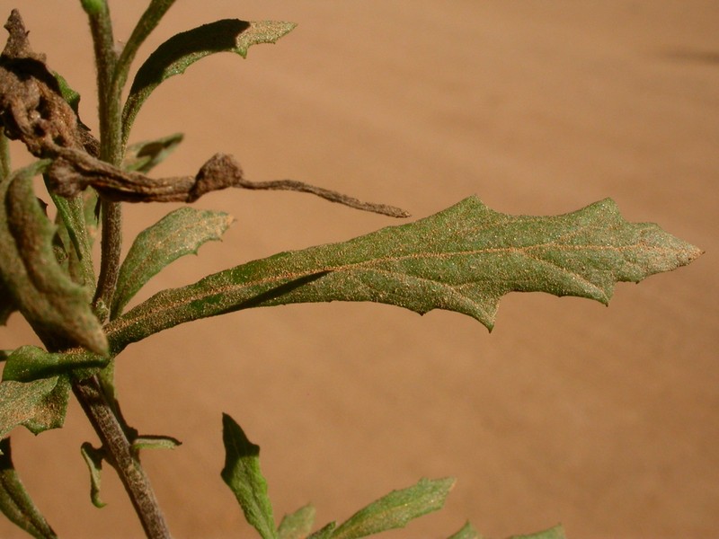 Senecio haloragis photo 5