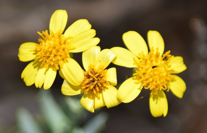 Senecio hamersleyensis photo 2