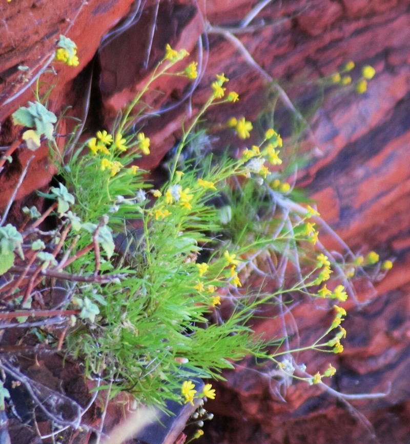 Senecio hamersleyensis photo 4