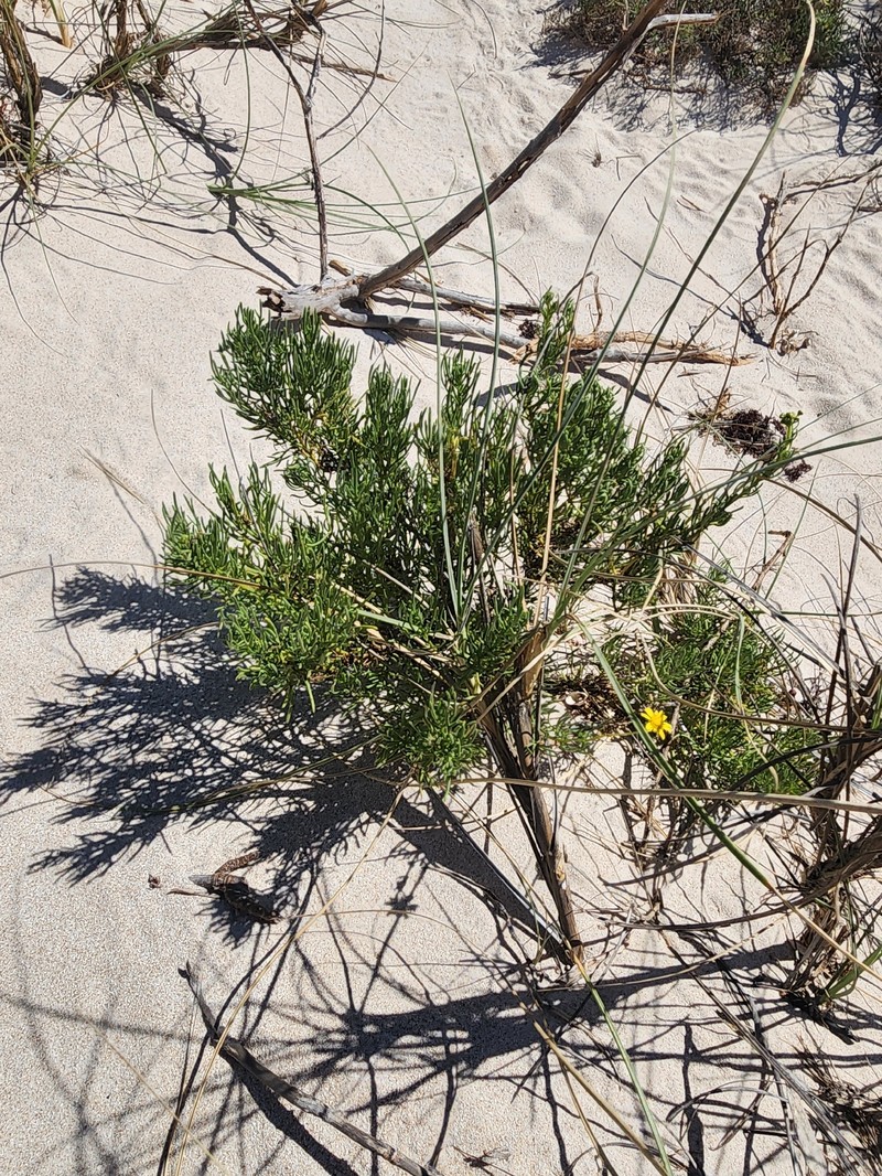 Senecio hamersleyensis photo 5