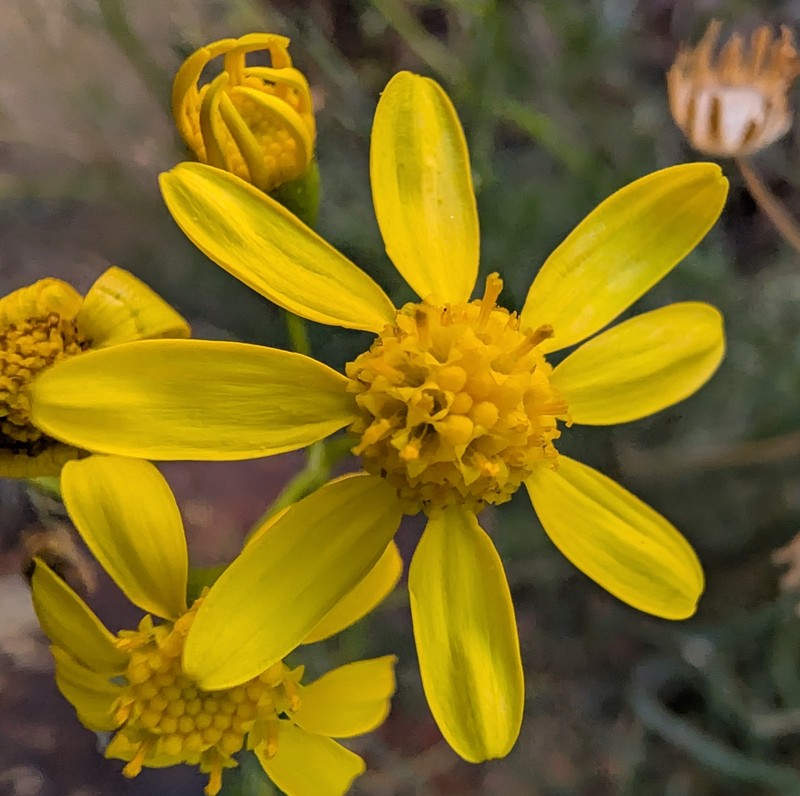 Senecio hamersleyensis photo 6