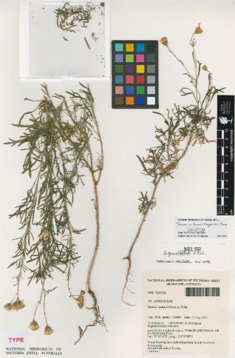 Senecio hamersleyensis photo 7