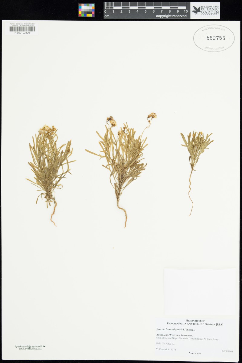 Senecio hamersleyensis photo 8