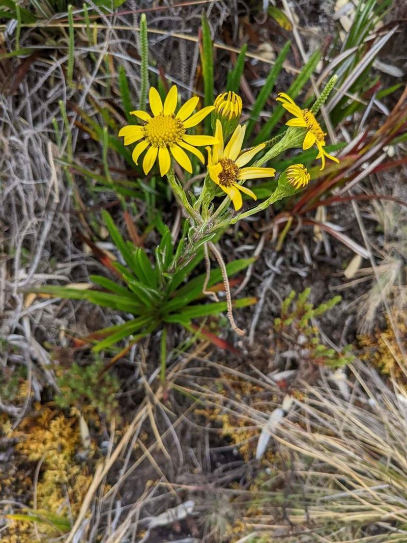 Senecio hansweberi