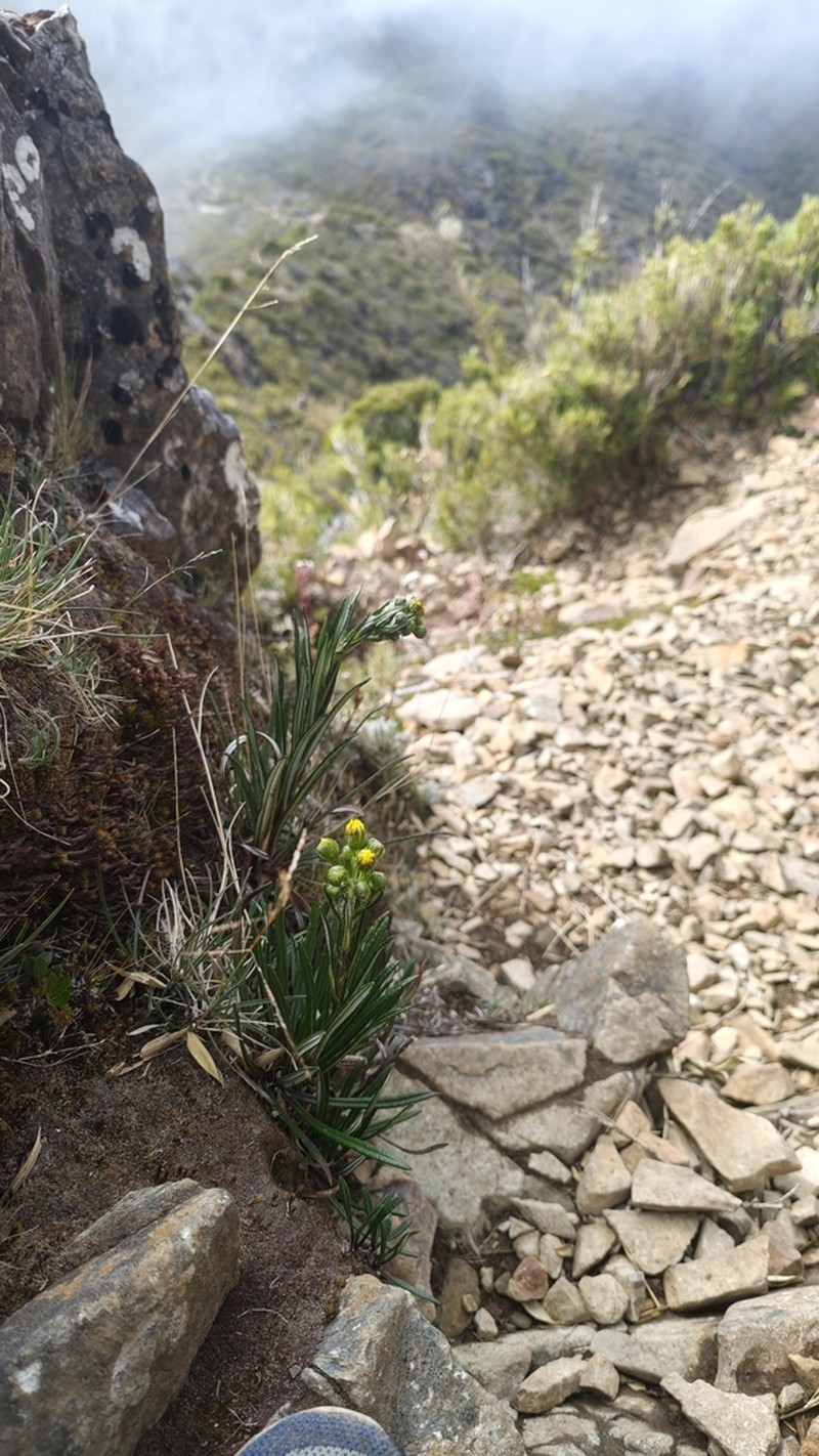 Senecio hansweberi photo 4