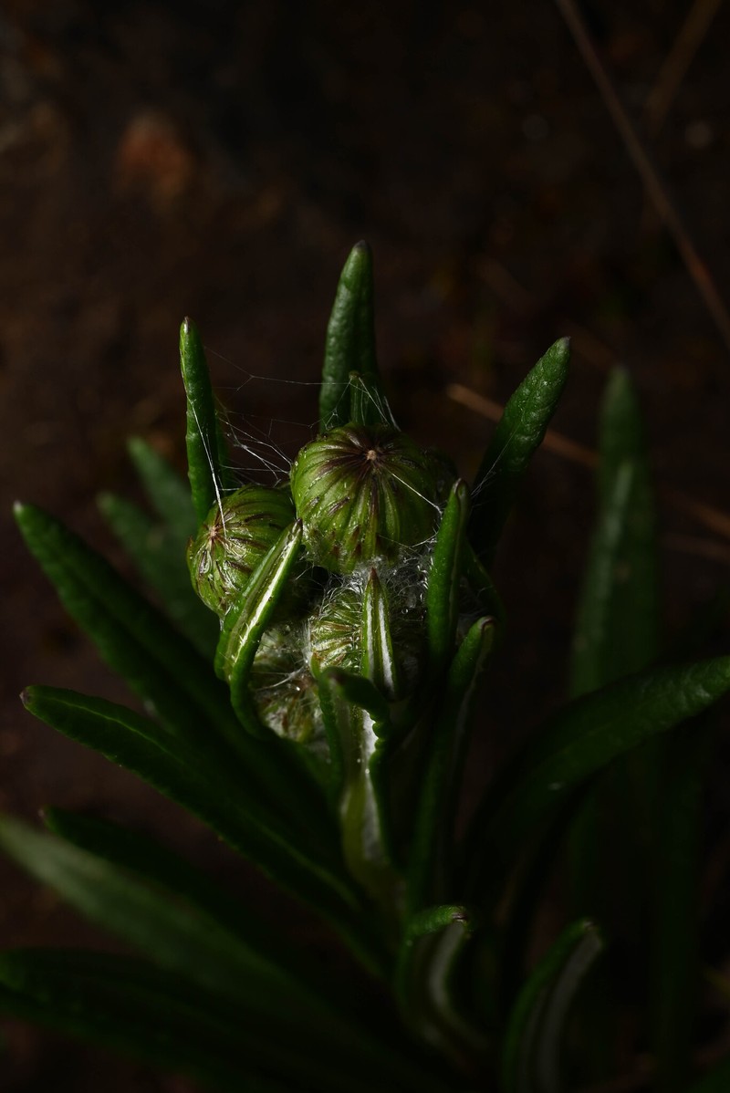 Senecio hansweberi photo 5