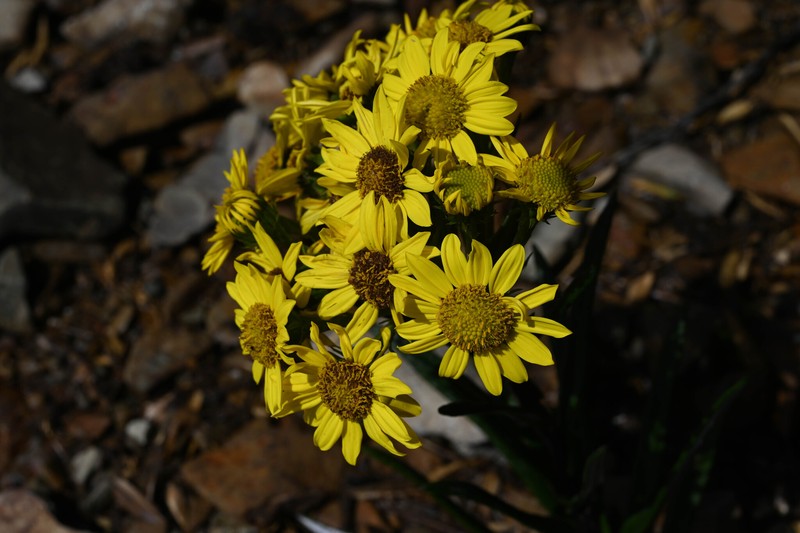Senecio hansweberi photo 6