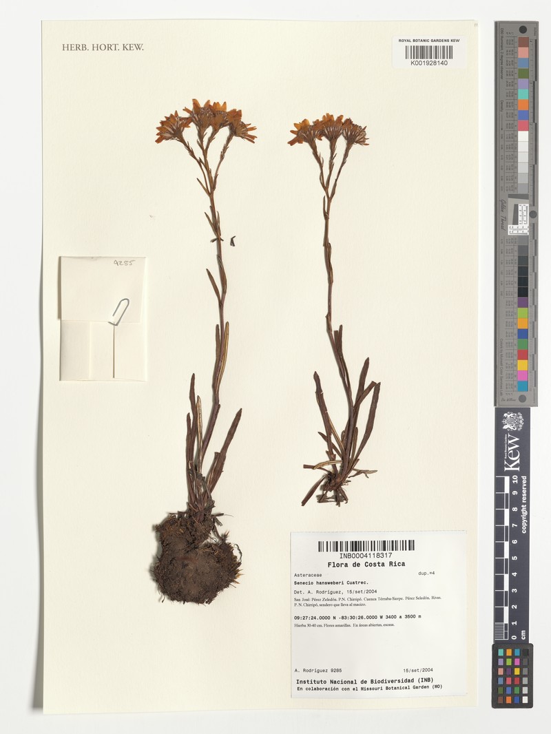 Senecio hansweberi photo 7