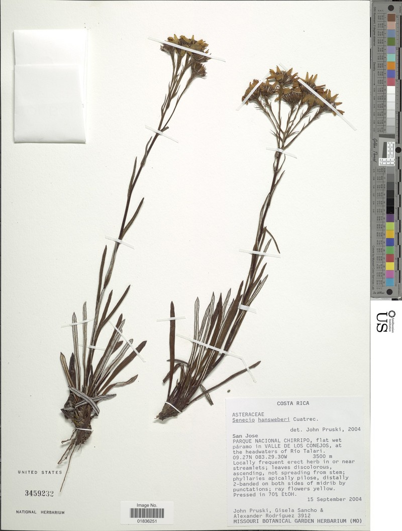 Senecio hansweberi photo 8