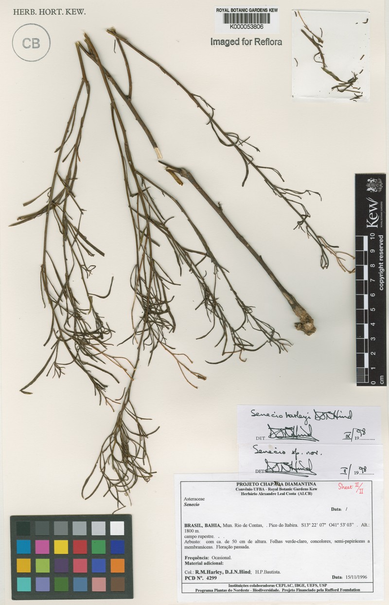 Senecio harleyi photo 2