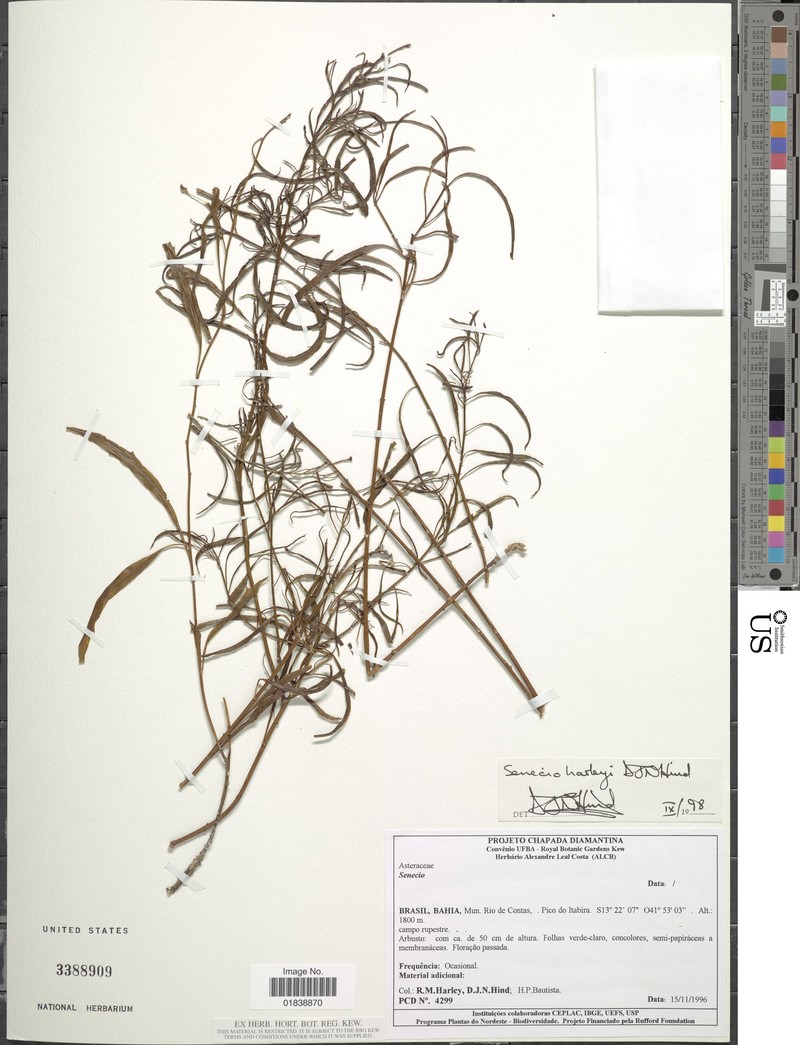 Senecio harleyi photo 3