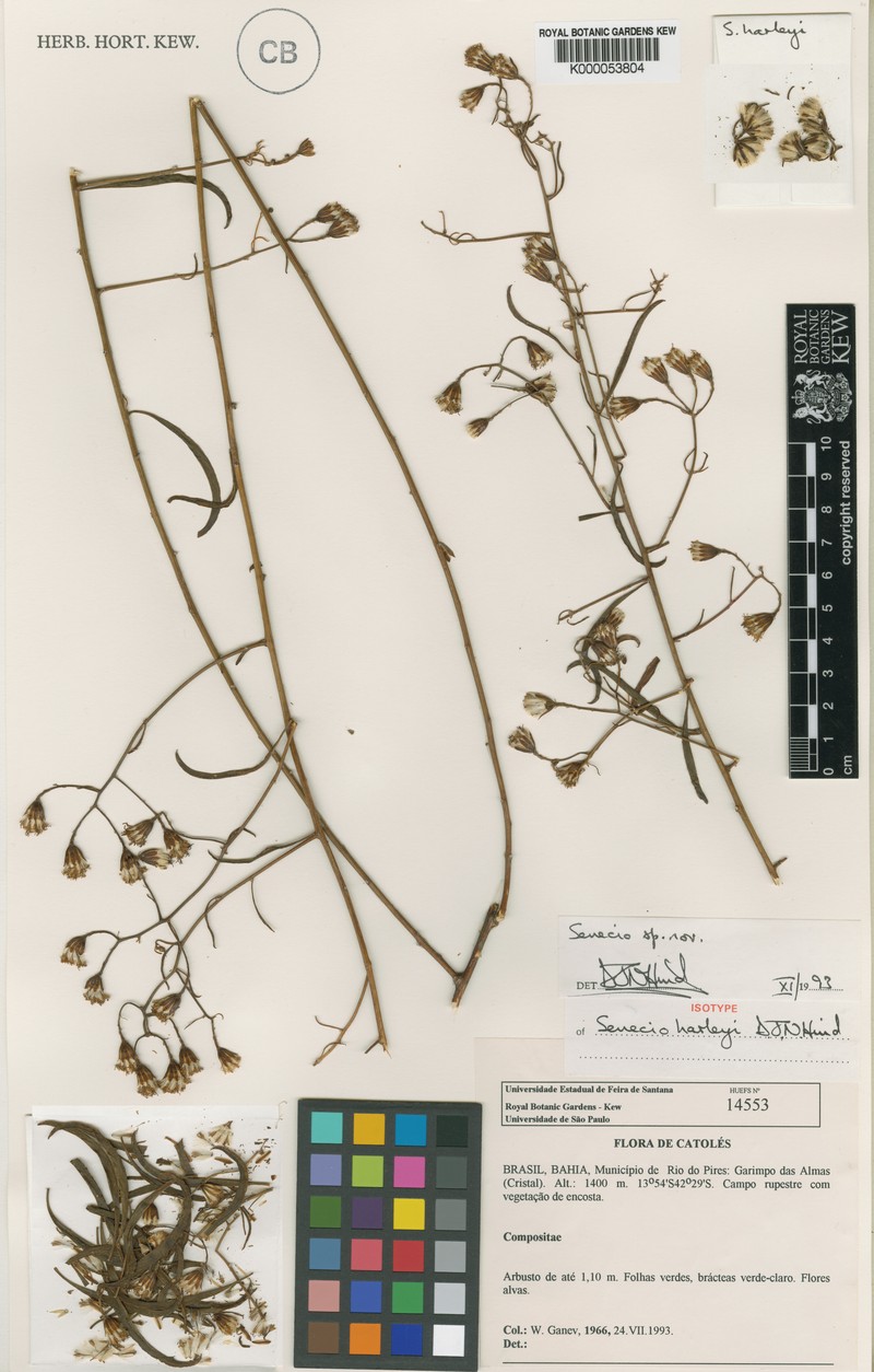 Senecio harleyi photo 4