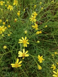 Senecio harveyanus
