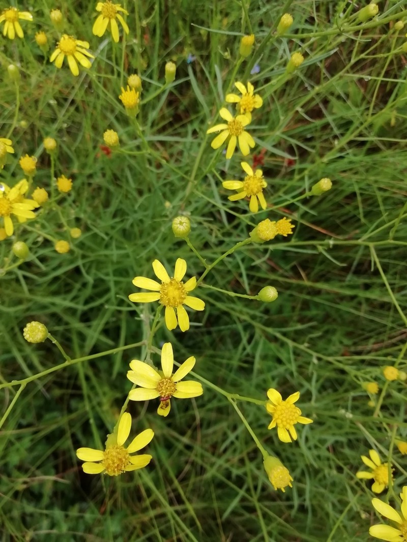 Senecio harveyanus