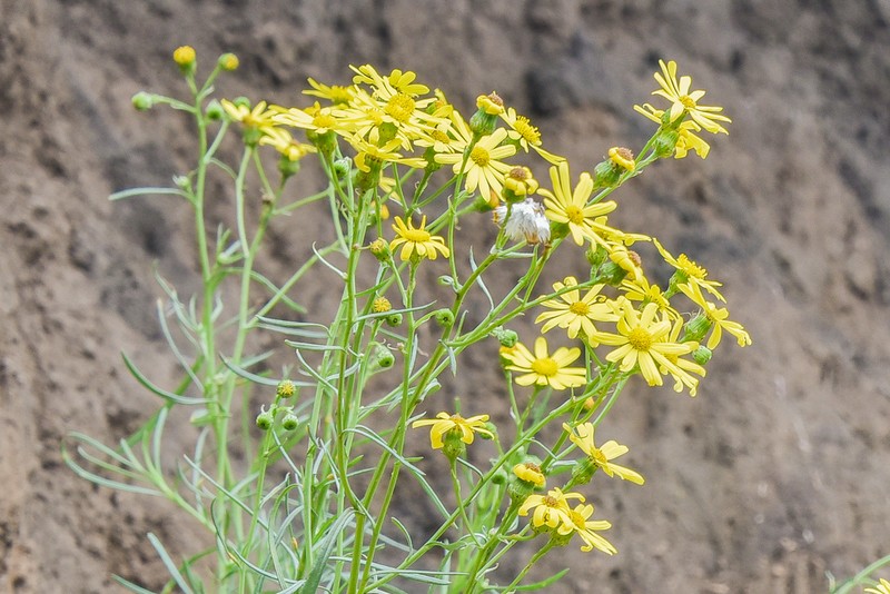 Senecio harveyanus photo 2