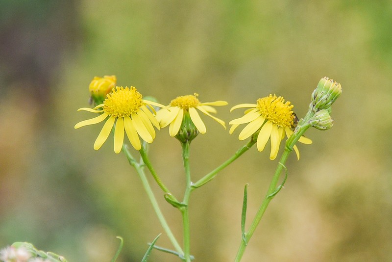 Senecio harveyanus photo 3