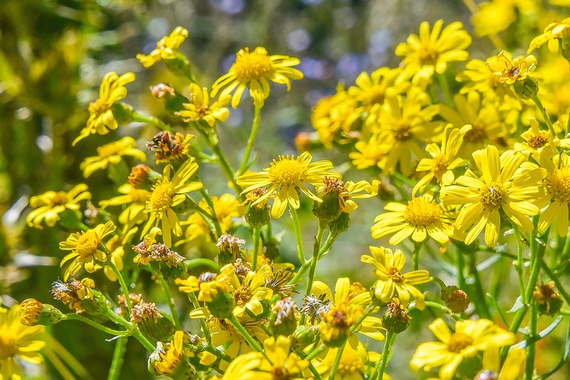 Senecio harveyanus photo 4