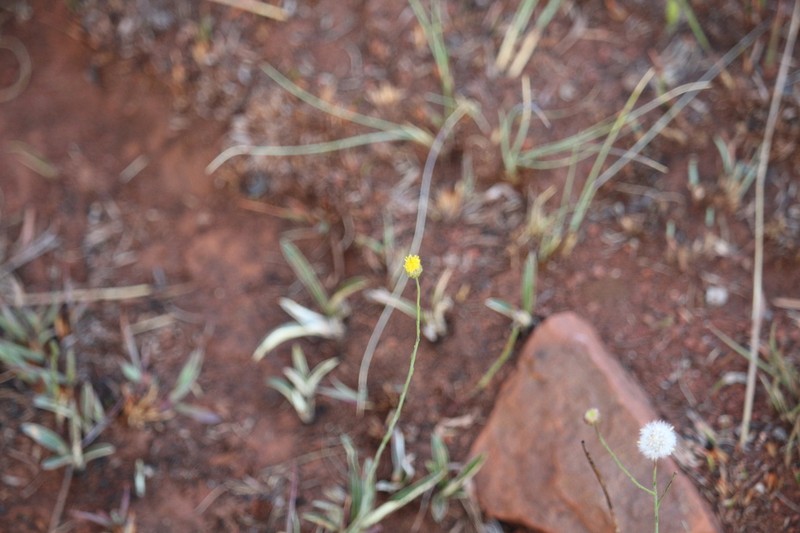 Senecio harveyanus photo 5