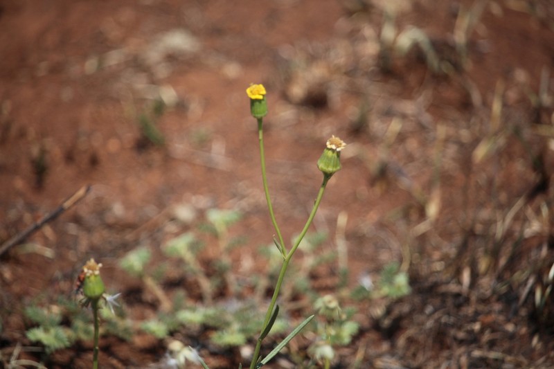 Senecio harveyanus photo 6