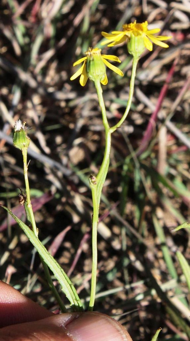 Senecio harveyanus photo 7