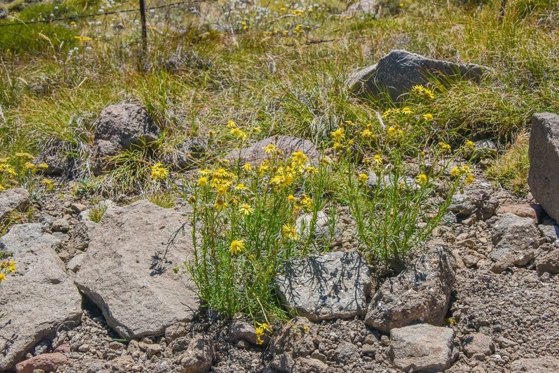 Senecio harveyanus photo 8