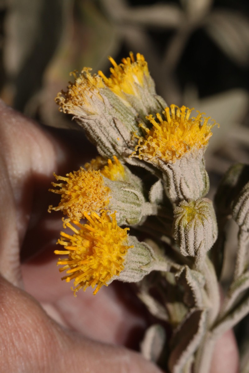 Senecio hastatifolius