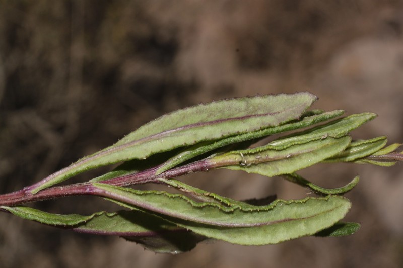 Senecio hastatifolius photo 2
