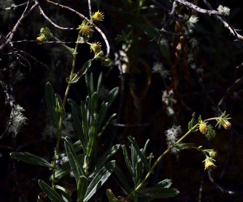 Senecio hastatifolius photo 3