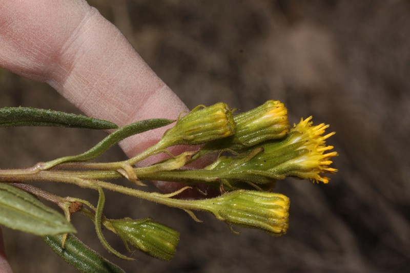 Senecio hastatifolius photo 4