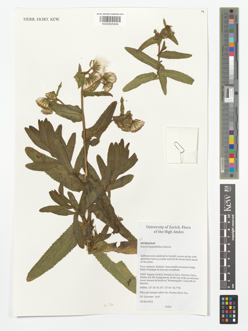 Senecio hastatifolius photo 6
