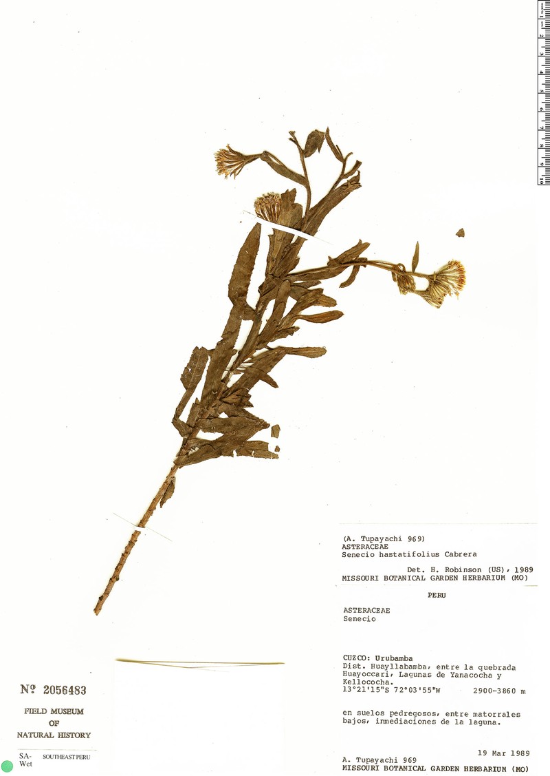 Senecio hastatifolius photo 7