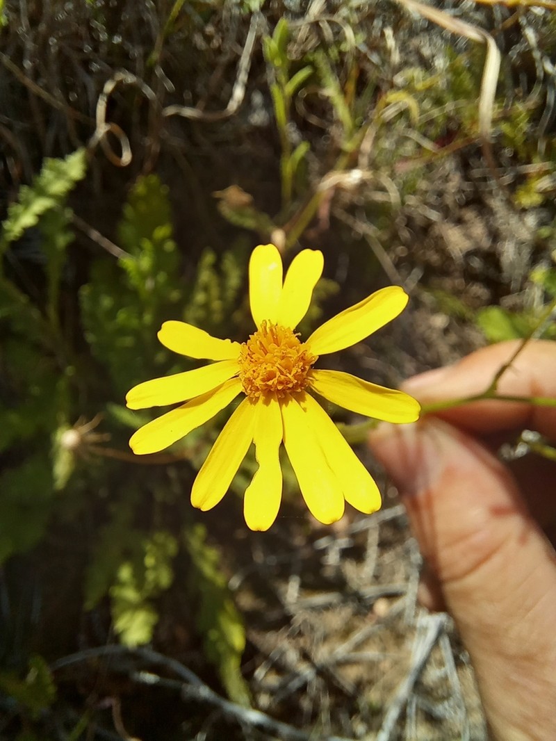 Senecio hastatus