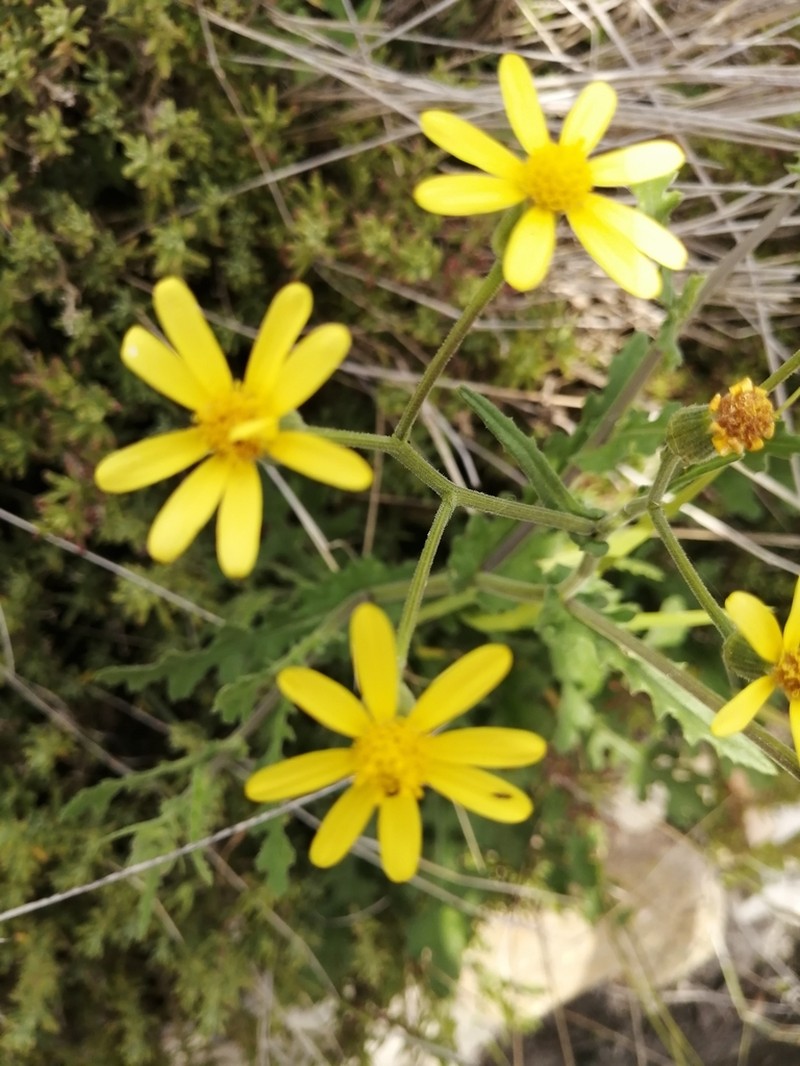 Senecio hastatus photo 2