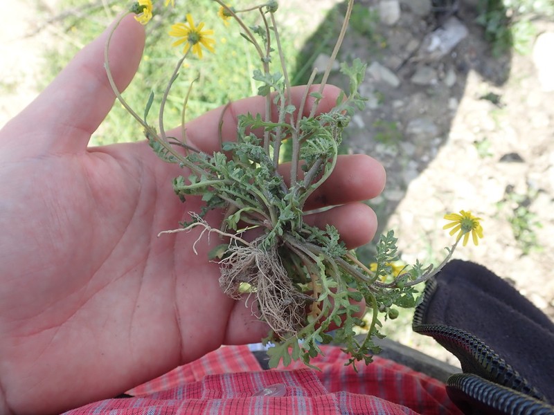 Senecio hastatus photo 3