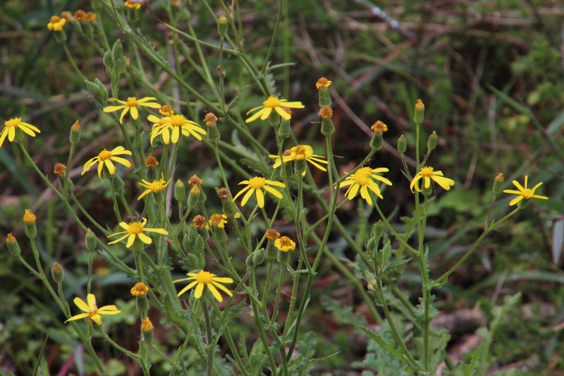 Senecio hastatus photo 4
