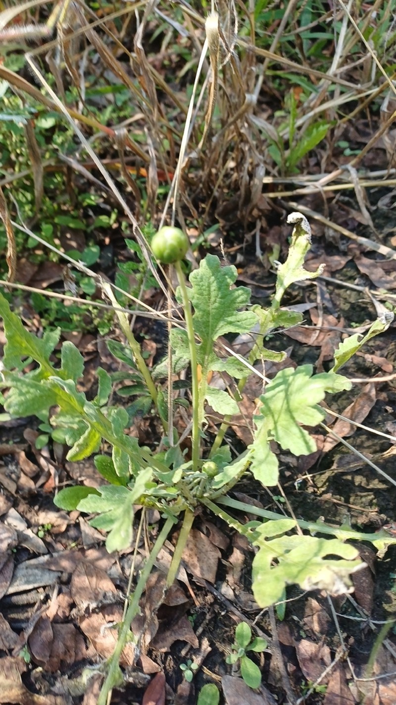 Senecio hastatus photo 5