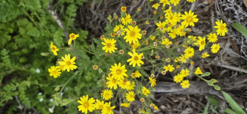 Senecio hastatus photo 6