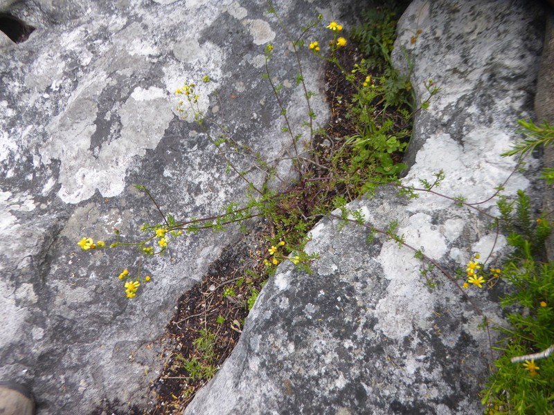 Senecio hastatus photo 7