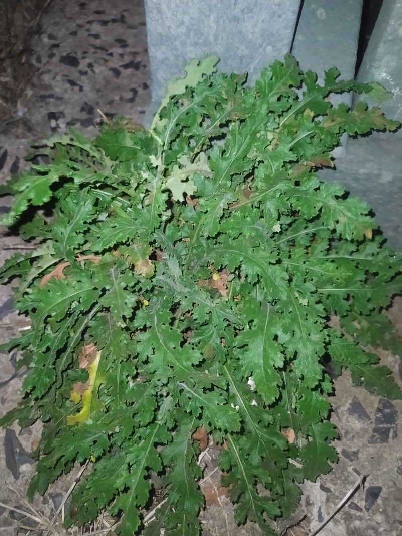 Senecio hastatus photo 8