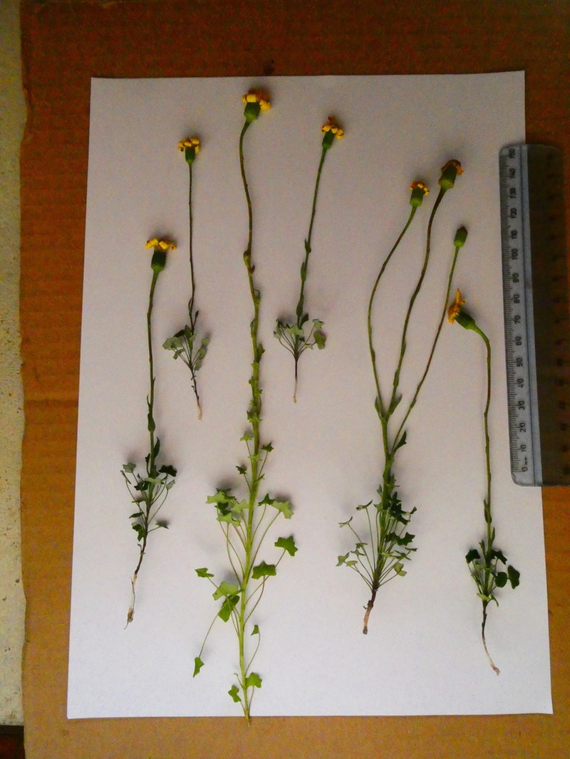 Senecio hastifolius photo 2