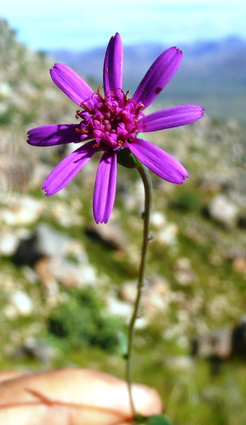 Senecio hastifolius photo 3