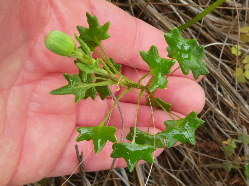 Senecio hastifolius photo 4