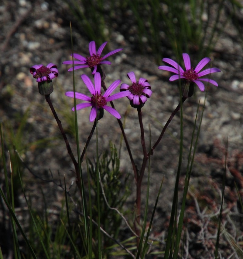 Senecio hastifolius photo 7