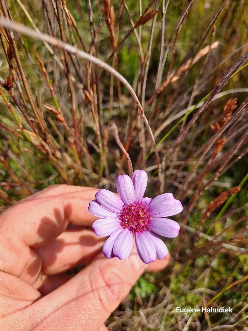 Senecio hastifolius photo 8