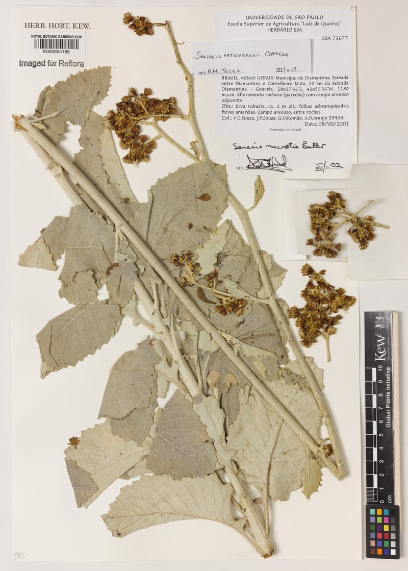 Senecio hatschbachii
