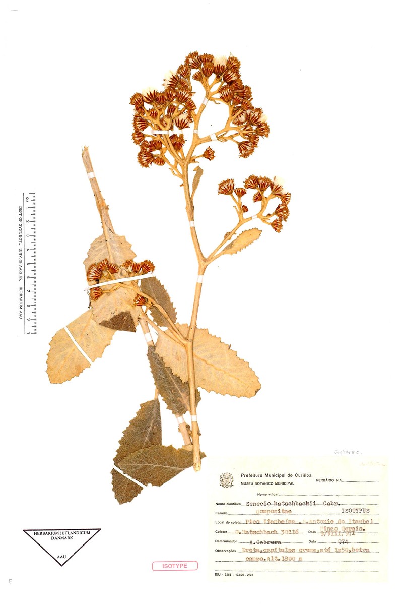 Senecio hatschbachii photo 2