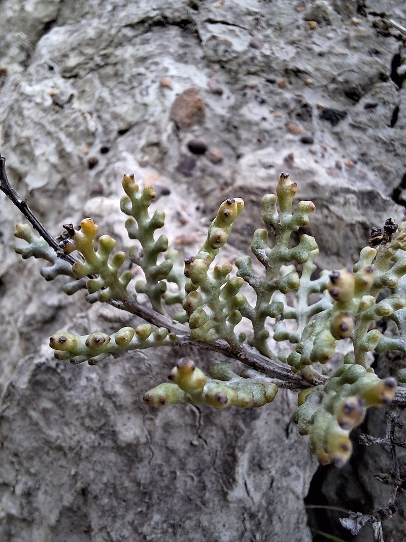 Senecio hauwai photo 2