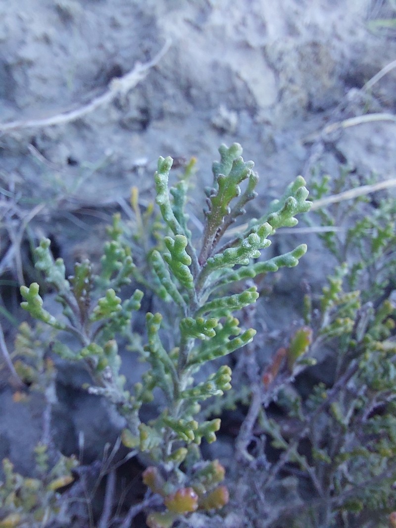 Senecio hauwai photo 3