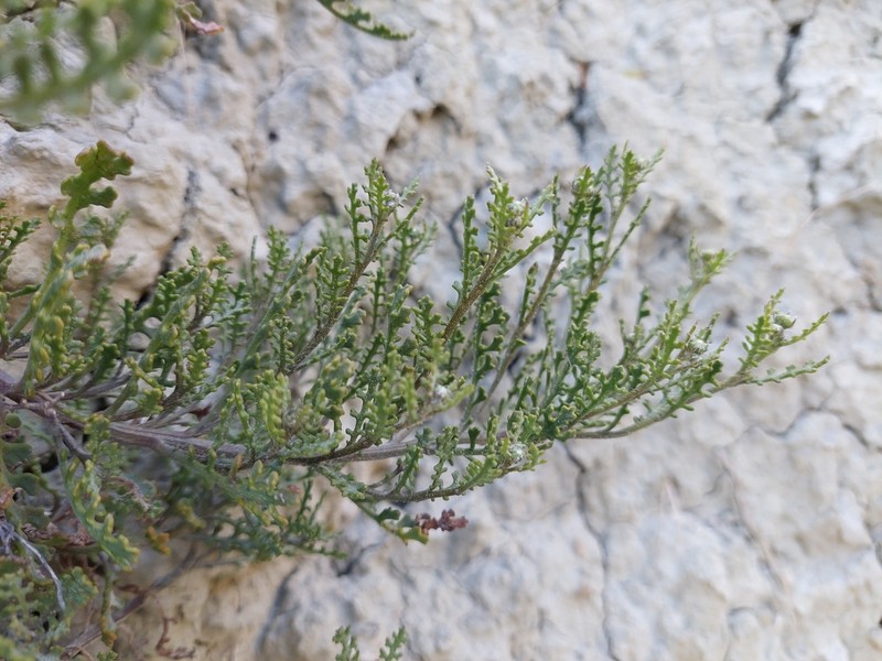 Senecio hauwai photo 4