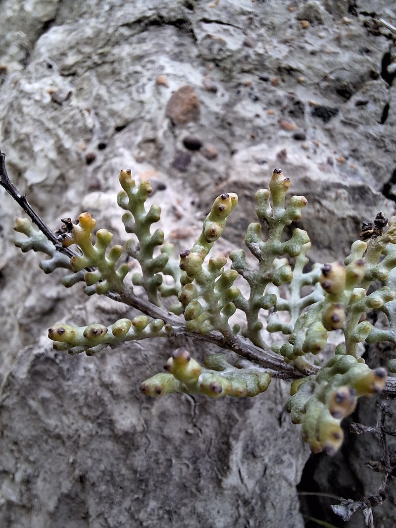 Senecio hauwai photo 5